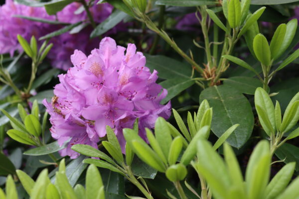 IMG_9300 IMG_9300